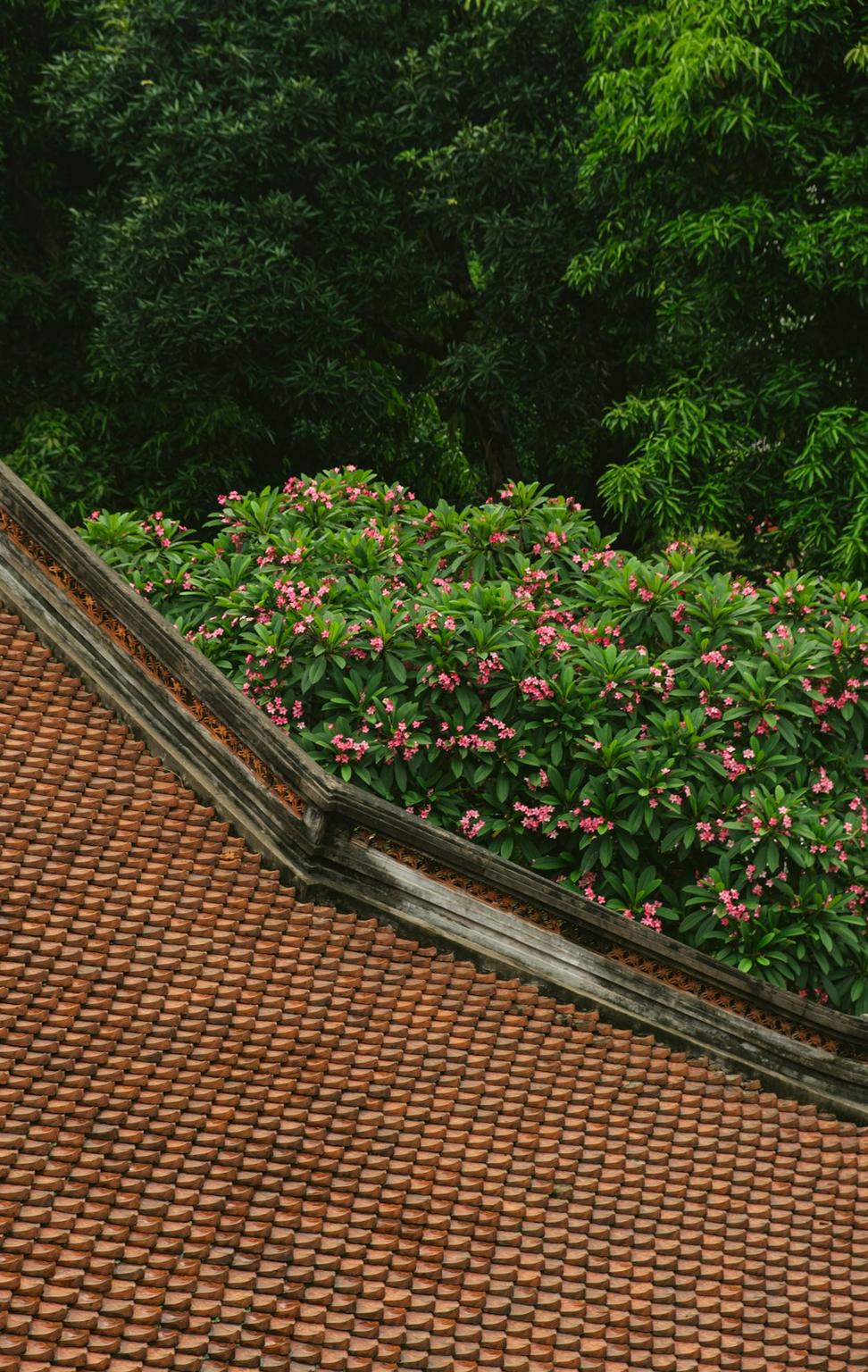 Green roofs